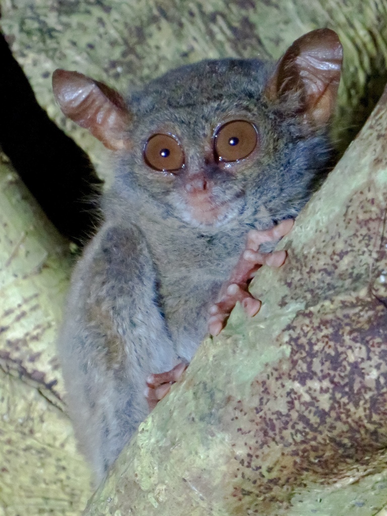 Gursky's Spectral Tarsier