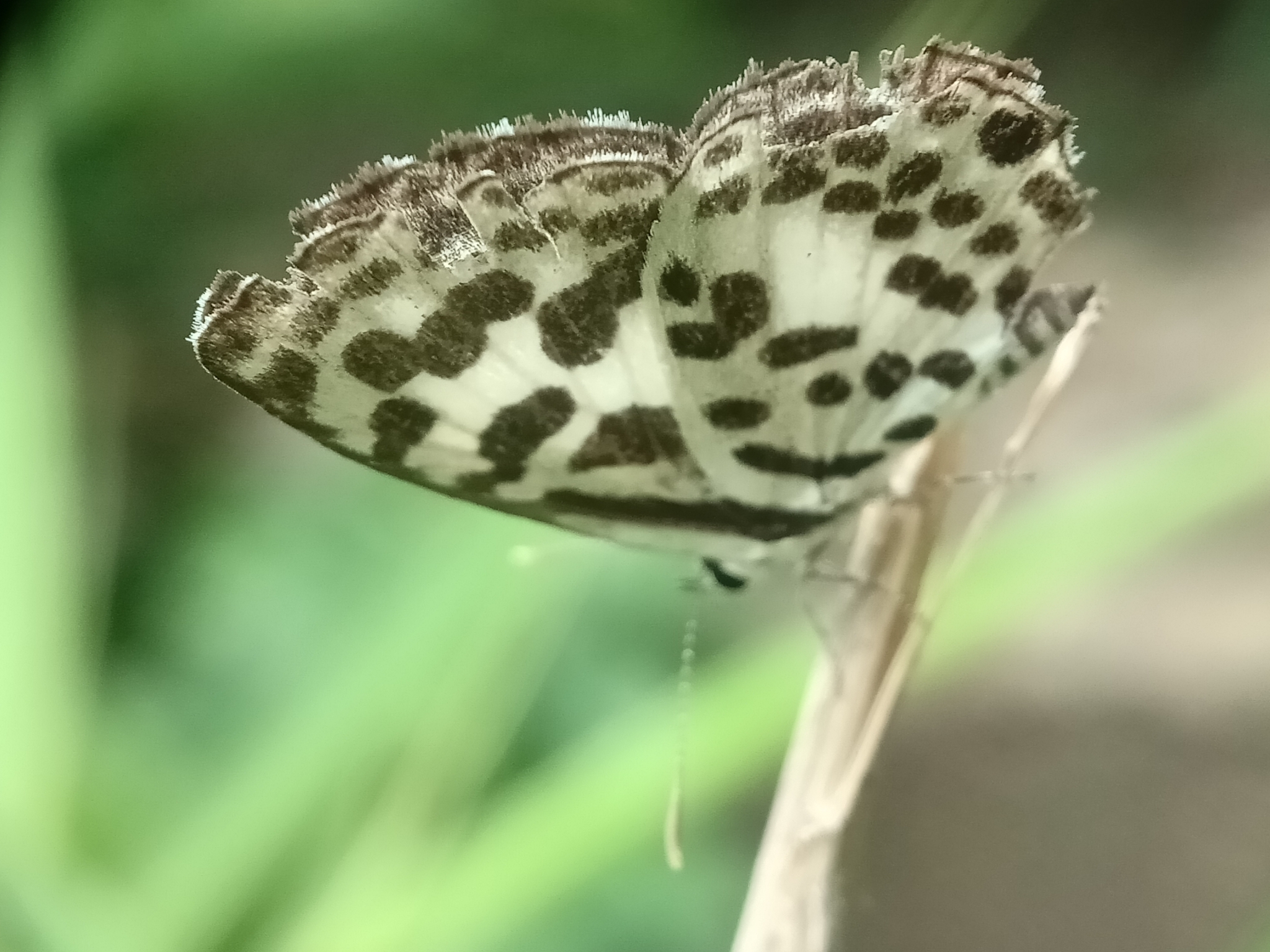 Common Pierrot
