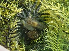 Synalpheus stimpsonii