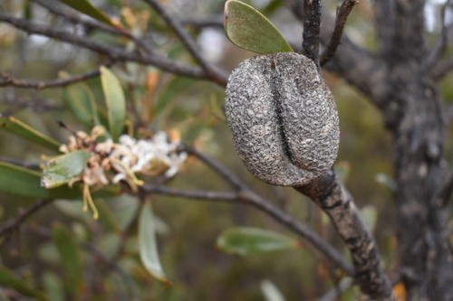 Hakea pandanicarpa R.Br.