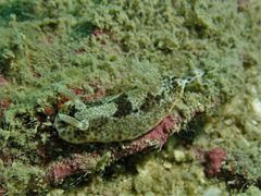 Chromodoris mandapamensis