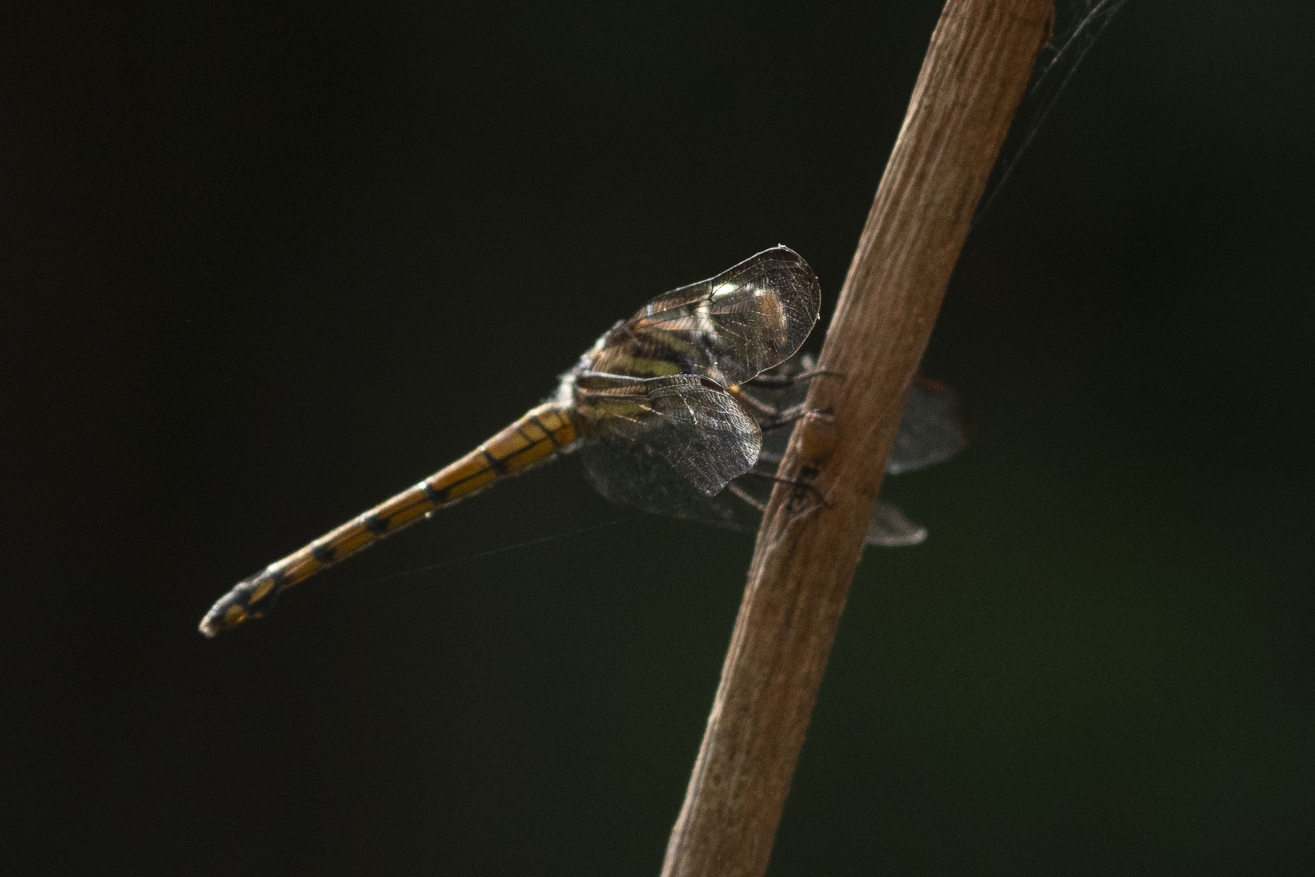 Yellow-Tailed Ashy Skimmer