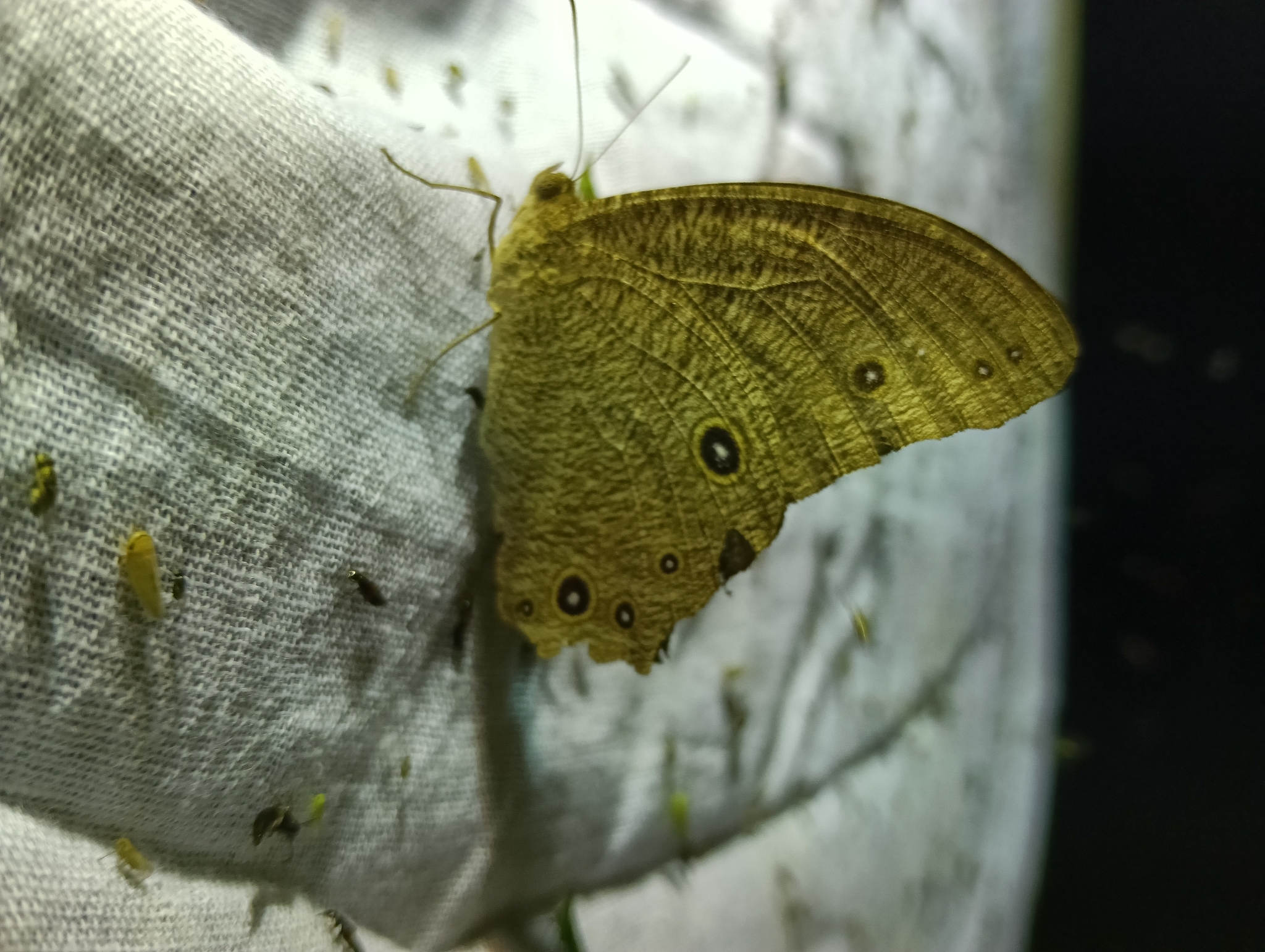 Common Evening Brown