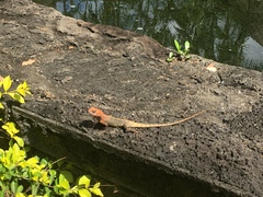 Calotes versicolor