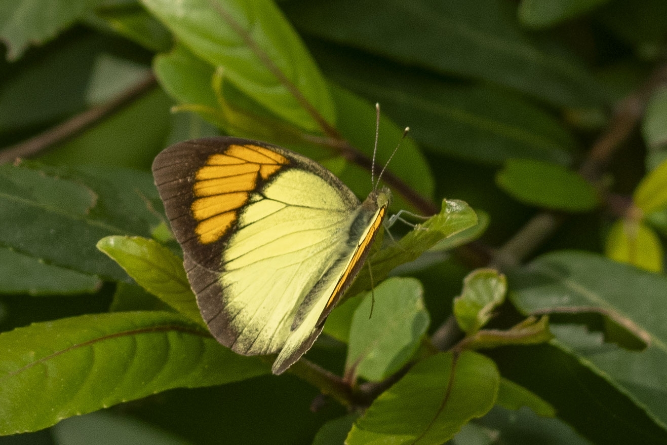 Yellow Orange-Tip