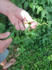 Philothamnus natalensis