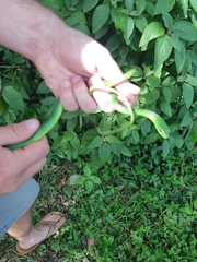 Philothamnus natalensis