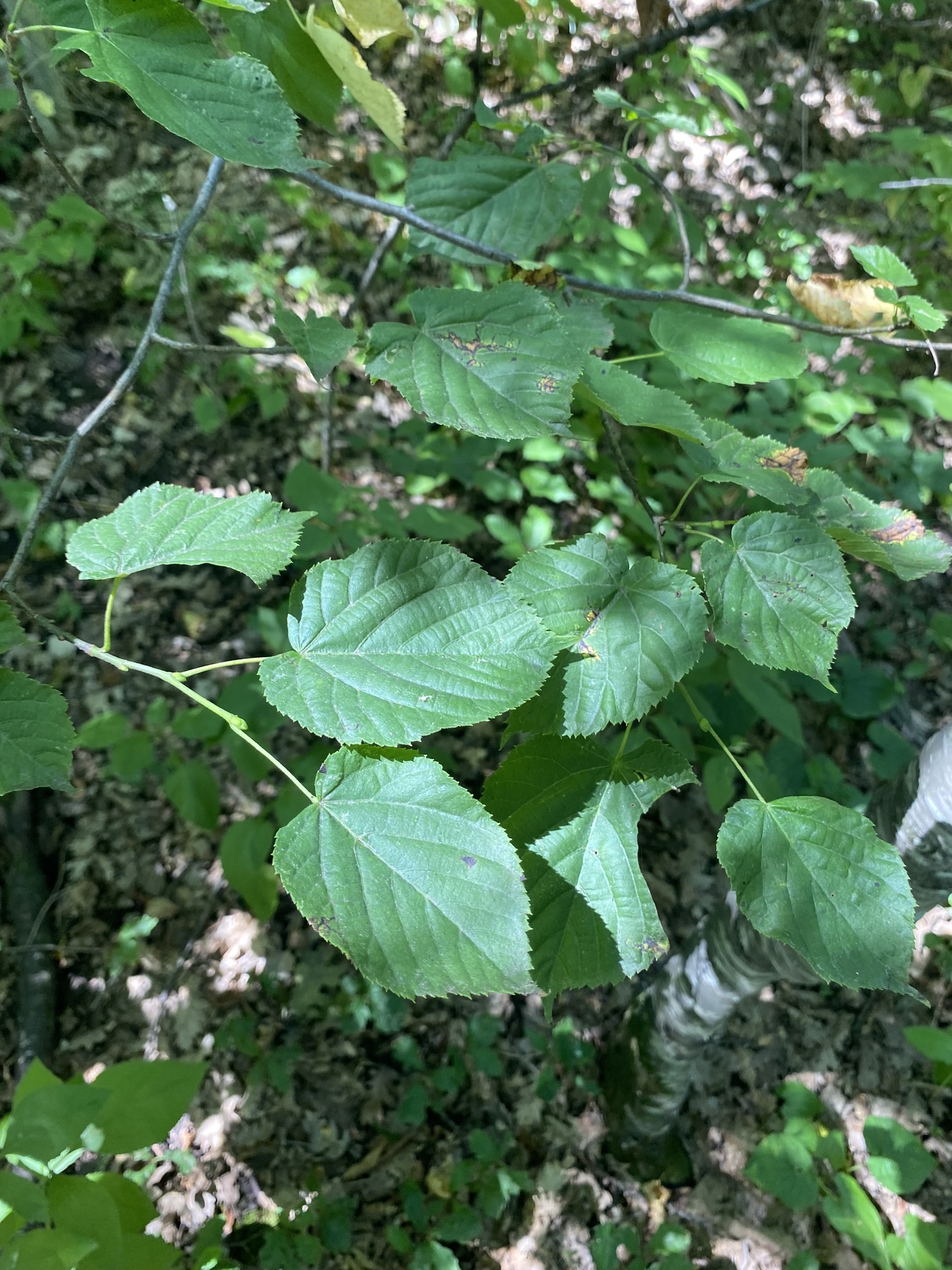 Tilia Dasystyla (Tilia dasystyla)