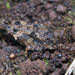 Paratettix nigrescens - Photo (c) Damien Brouste,  זכויות יוצרים חלקיות (CC BY-NC), uploaded by Damien Brouste