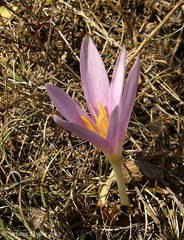 Colchicum autumnale