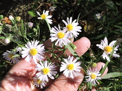 Symphyotrichum