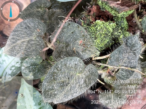 Shaggy Leaf Fig (Ficus villosa)