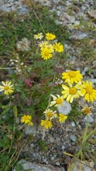 Senecio squalidus rupestris