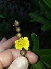 Hibbertia trachyphylla