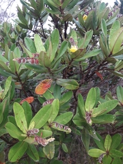 Hibbertia trachyphylla