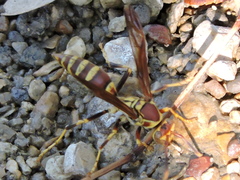 Polistes exclamans