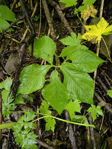 Arisaema sachalinense iNat (1)