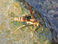 Polistes exclamans