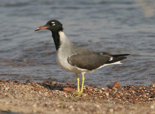 White-eyed Gull