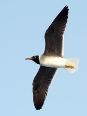 White-Eyed Gull photo 2