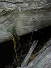 Actinostachys intermedia