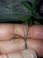 Actinostachys intermedia