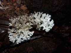 Pulchrocladia retipora