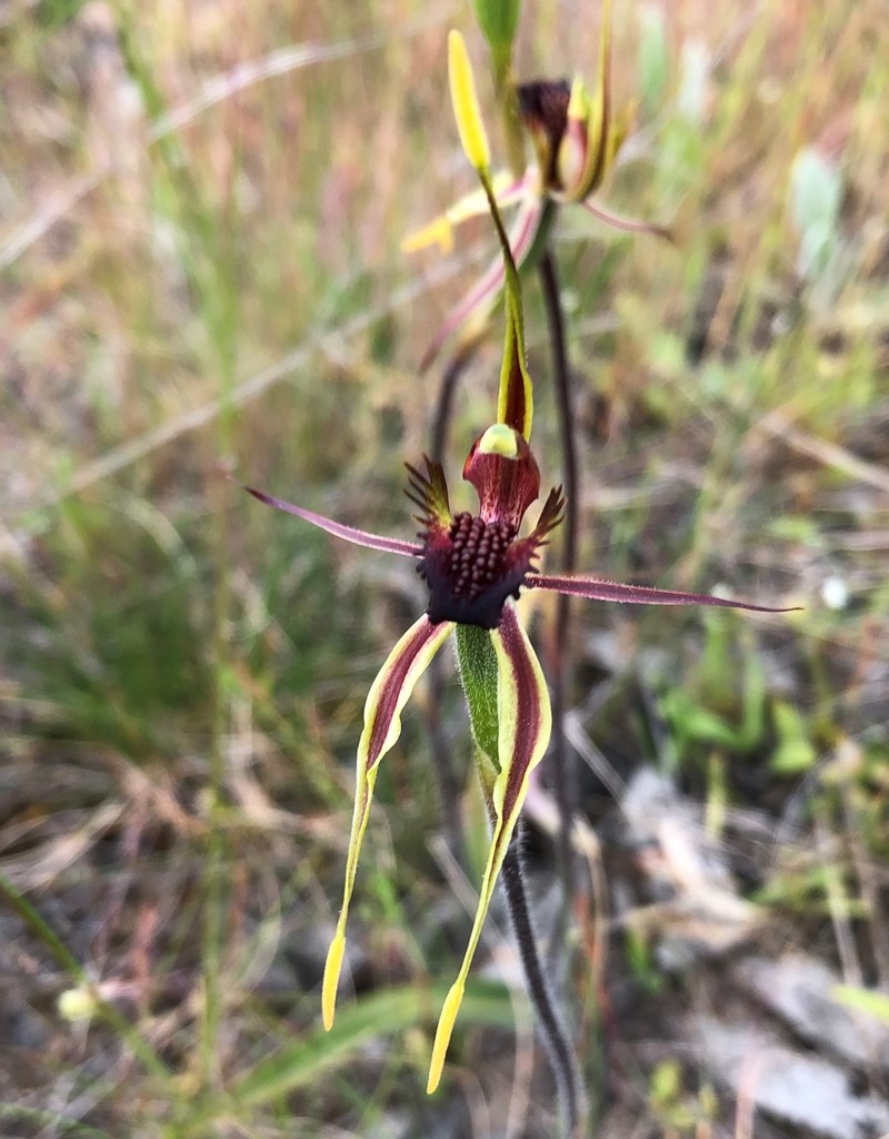 Mallee Spider-orchid