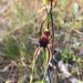 Mallee Spider-Orchid - Photo (c) davidsando, some rights reserved (CC BY-NC), uploaded by davidsando