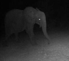 Loxodonta