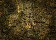Tamopsis tweedensis