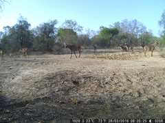 Hippotragus equinus koba