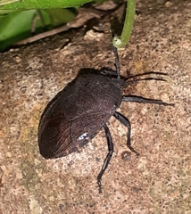 Coridius