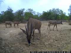 Hippotragus equinus koba