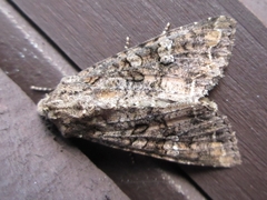 Mamestra brassicae