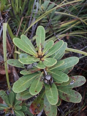 Pittosporaceae