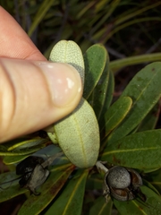 Pittosporaceae