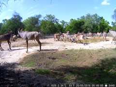 Hippotragus equinus koba