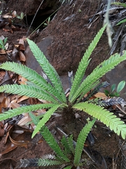 Blechnum obtusatum