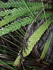 Blechnum obtusatum