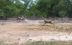 Hippotragus equinus koba