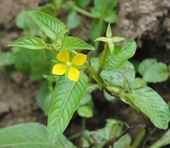 Ludwigia perennis