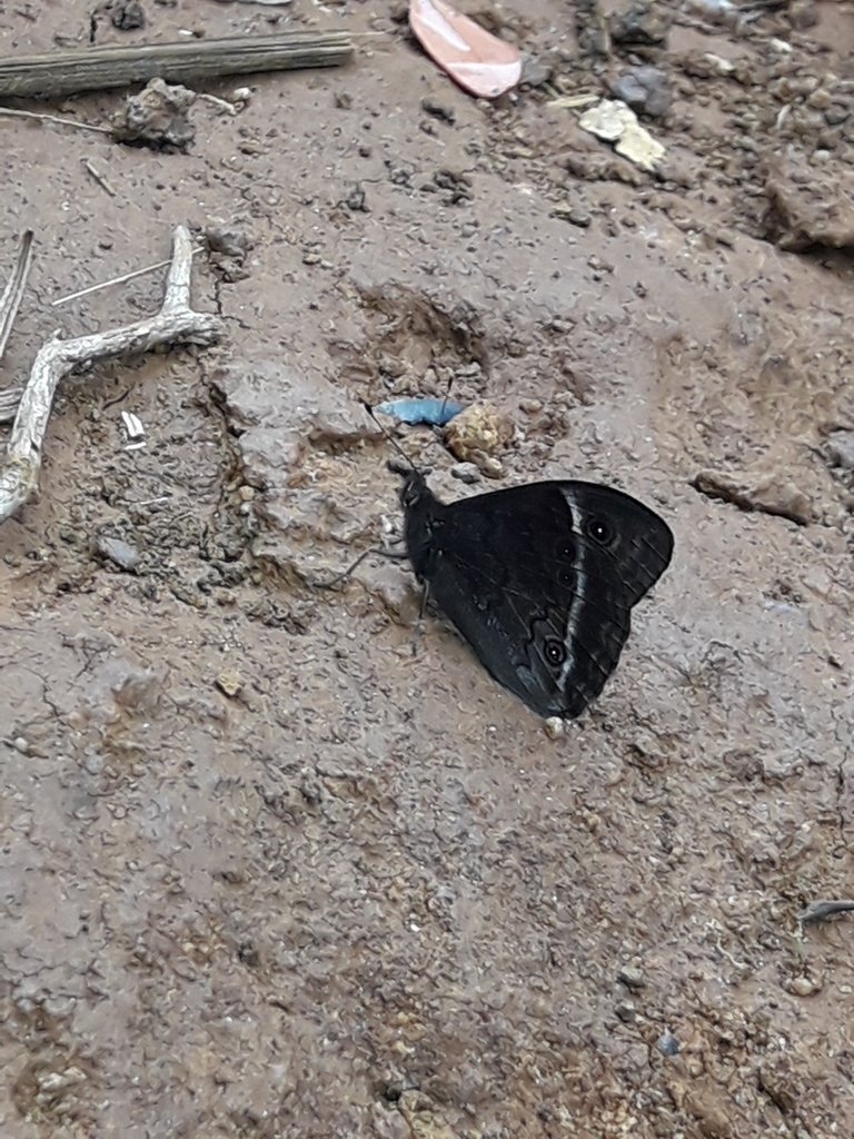 Paratisiphone lyrnessa