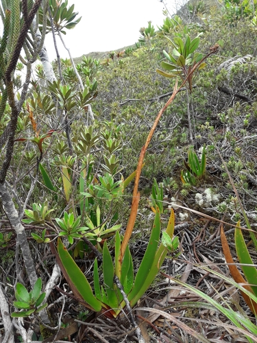 New Caledonia bottlebrush lily (Xeronema moorei)