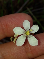 Drosera neocaledonica