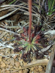 Drosera neocaledonica