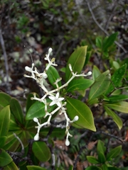 Psychotria rupicola