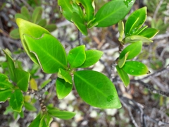 Psychotria rupicola