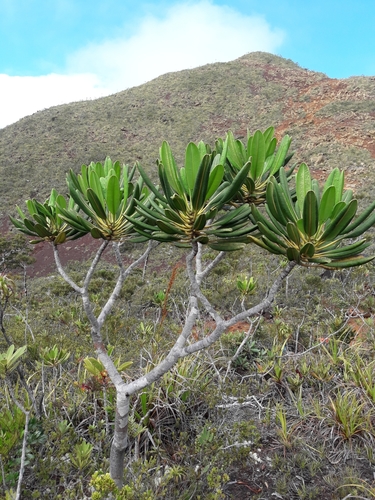 Myodocarpus crassifolius (Myodocarpus crassifolius)