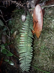 Ctenopterella lasiostipes